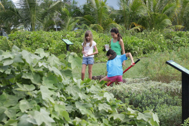 Care For Native Plants At Kaha Garden