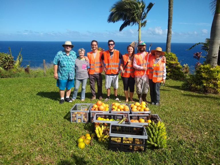 Harvest Volunteer