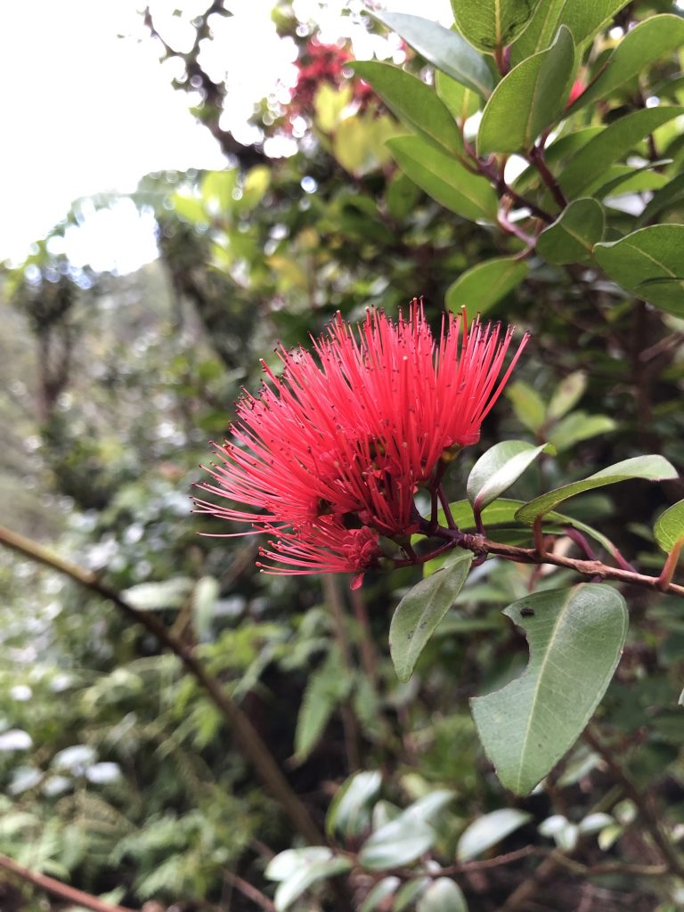 Ōhi‘a Lehua Tree Planting