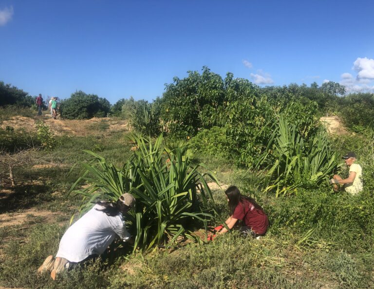 Tree planting and restoration area maintenance