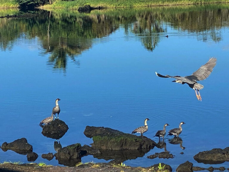 Wetland Restoration in Hilo