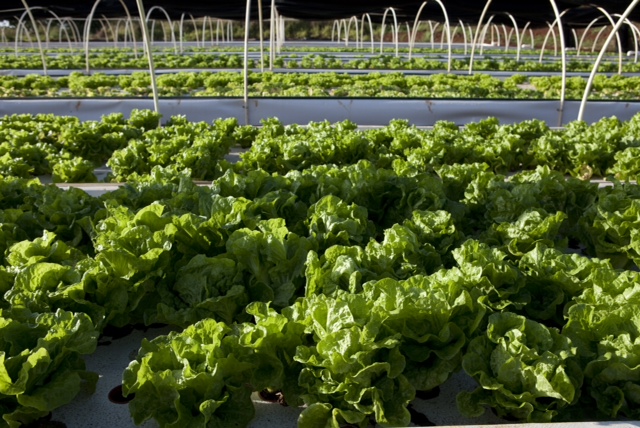 Kunia Country Farms Educational Outreach