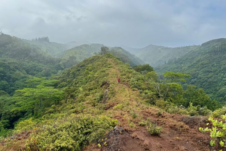 Honolua hike – learn about the native Hawaiian plants and forest