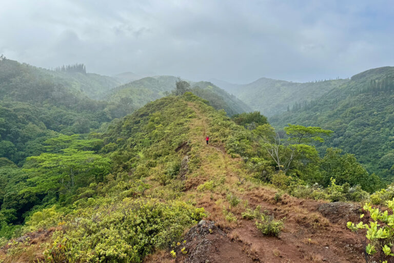 Honolua hike – learn about the native Hawaiian plants and forest