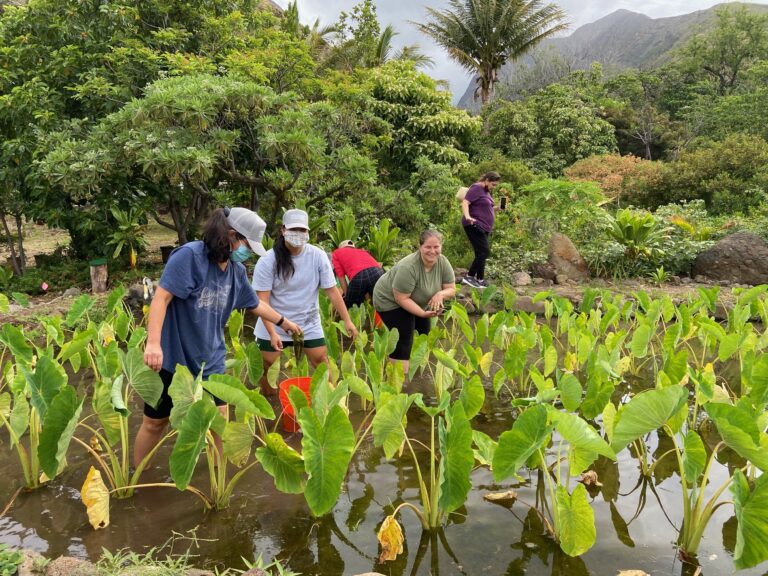 Weekly Volunteer Days