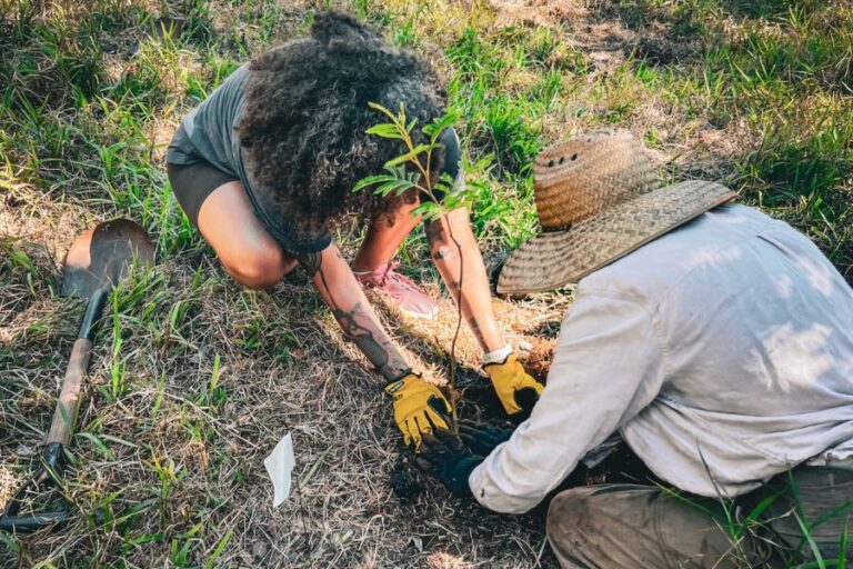 volunteers planting a native tree in Hawaii