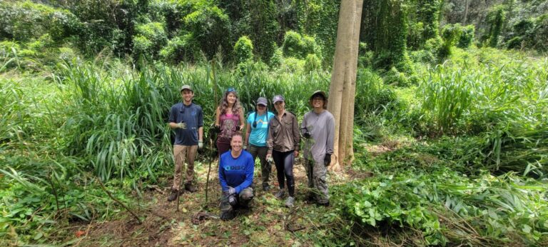 Devil Weed Volunteer Surveys at Pūpūkea-Paumalū State Park Reserve