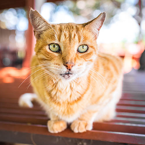 Volunteer with Lanai Cat Sanctuary