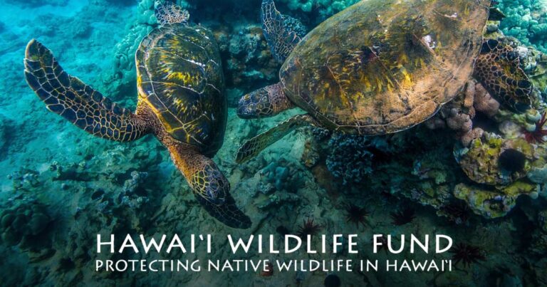 Hawaiʻi Wildlife Fund