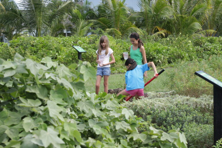Care For Native Plants At Kaha Garden