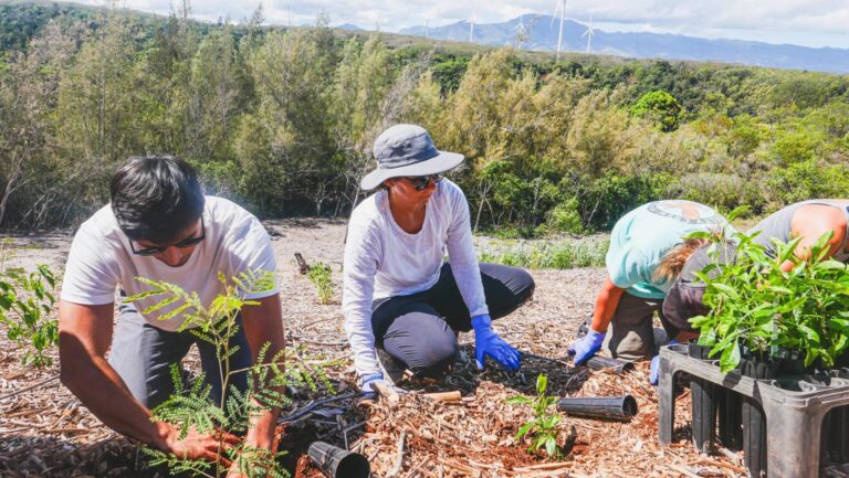Hānai ‘Āina Workdays