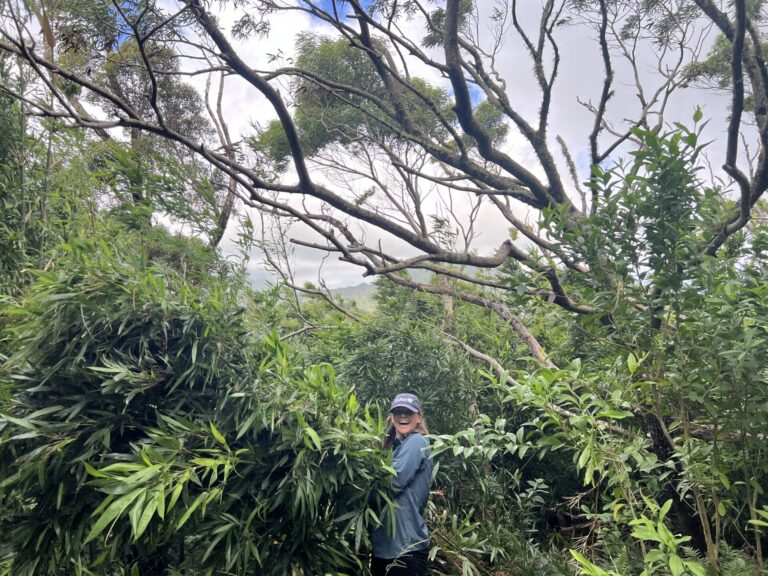 Mālama Nā Koʻolau Day at Mānoa Cliff Restoration Site