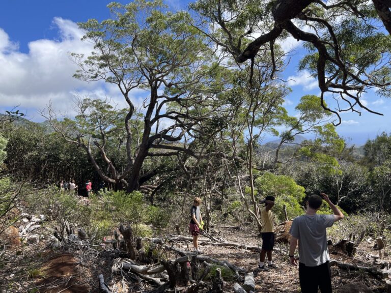 Mālama Nā Koʻolau Volunteer Day at Wiliwilinui Restoration Site