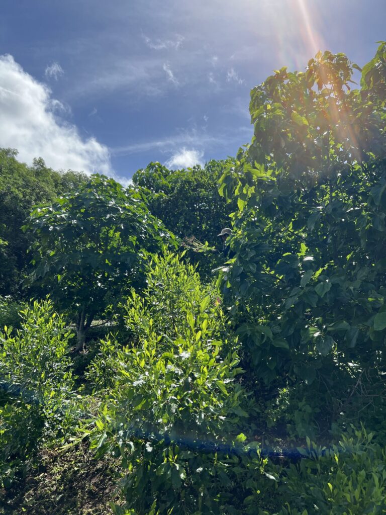 Mālama Nā Koʻolau Double-Day at Ala Mahamoe