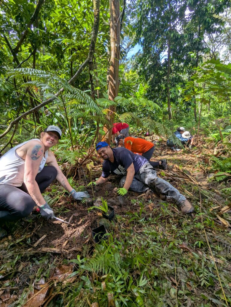 Mālama Nā Koʻolau Volunteer Day at Waiheʻe Valley