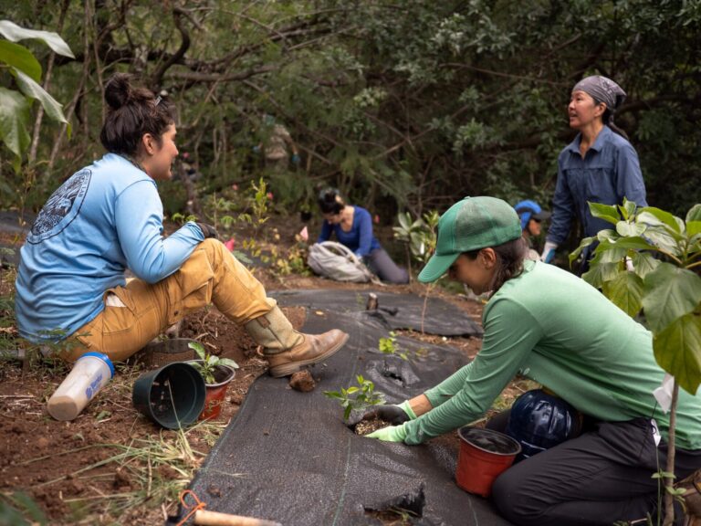 SuperChill Saturdays — Restoration Workday