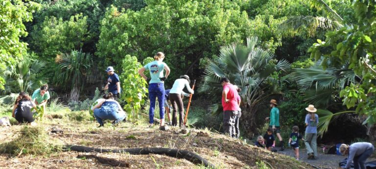 Habitat Restoration and Stewardship of wetland and endemic forest species