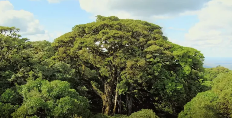 Conservation International
